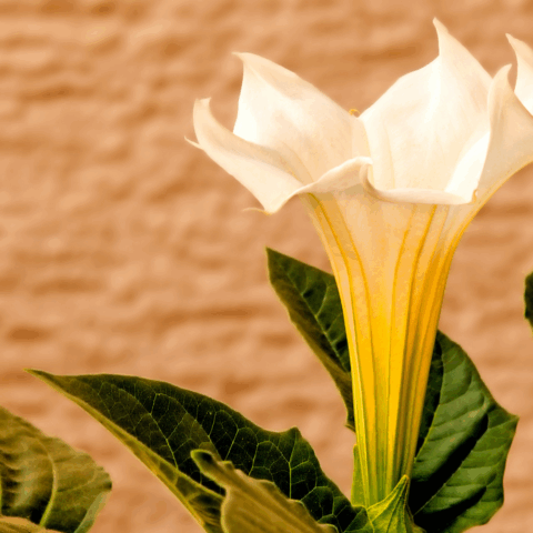 Floripondio y Toloache: ¿Plantas místicas o un peligro oculto para la salud?