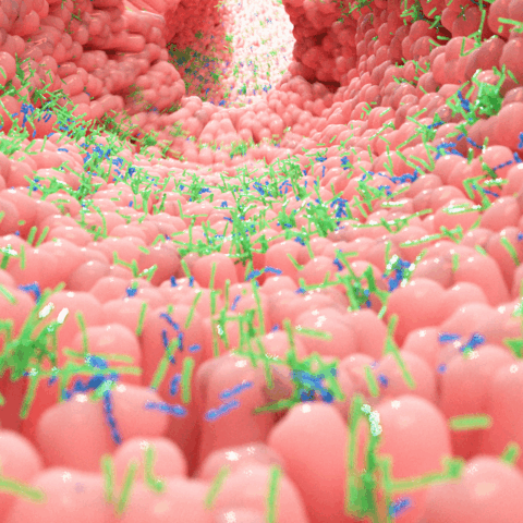 ¿Sabías que tu alimentación puede beneficiar a tu microbiota intestinal?