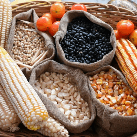 Cultura que nutre el alma: Dieta de la milpa