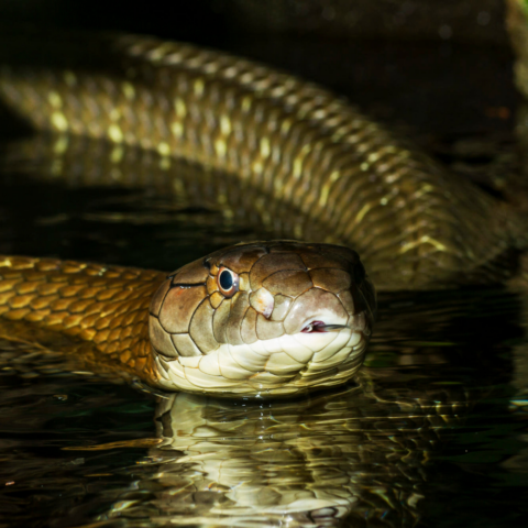 Mordedura de serpiente: mitos peligrosos y acciones que salvan vidas