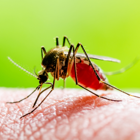 Del mosquito al cerebro: cómo el virus del Zika afecta al bebé