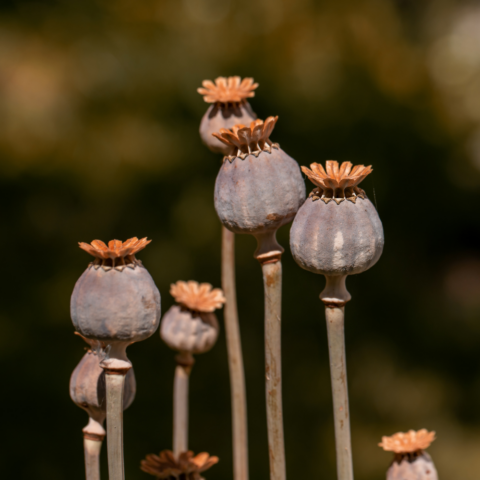 Raíces de la medicina moderna: el legado de los fármacos de origen vegetal