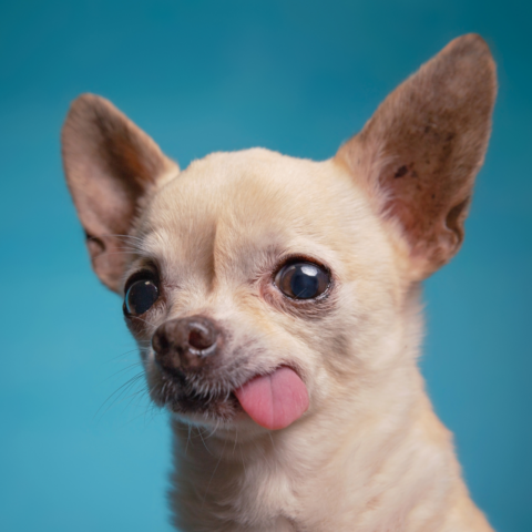 Perros Chihuahua y asma: ¿mascota o aliado terapéutico?