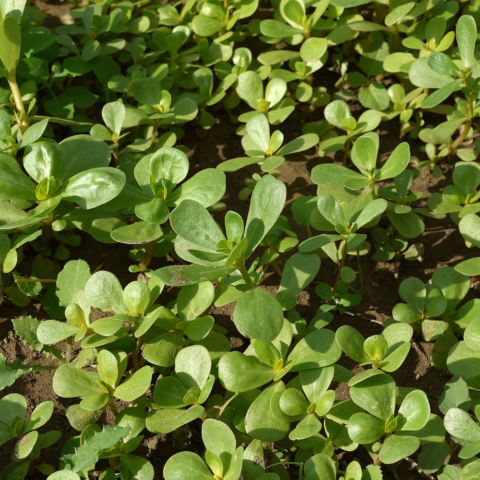 Antioxidantes ocultos: el potencial de las plantas comestibles que hemos dejado de consumir