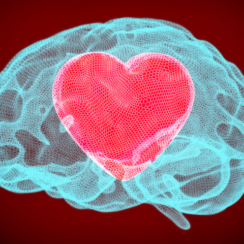 El amor en el cerebro: Una explicación científica