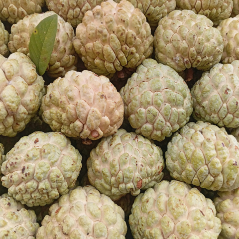 Chirimoya: Una fruta poco conocida con gran potencial