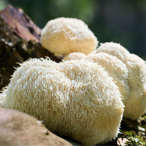 El Hongo Hericium erinaceus: un aliado natural para el cerebro y la salud metabólica