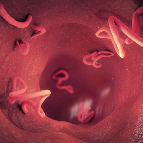 Más que un gusano intestinal: La verdad sobre la solitaria
